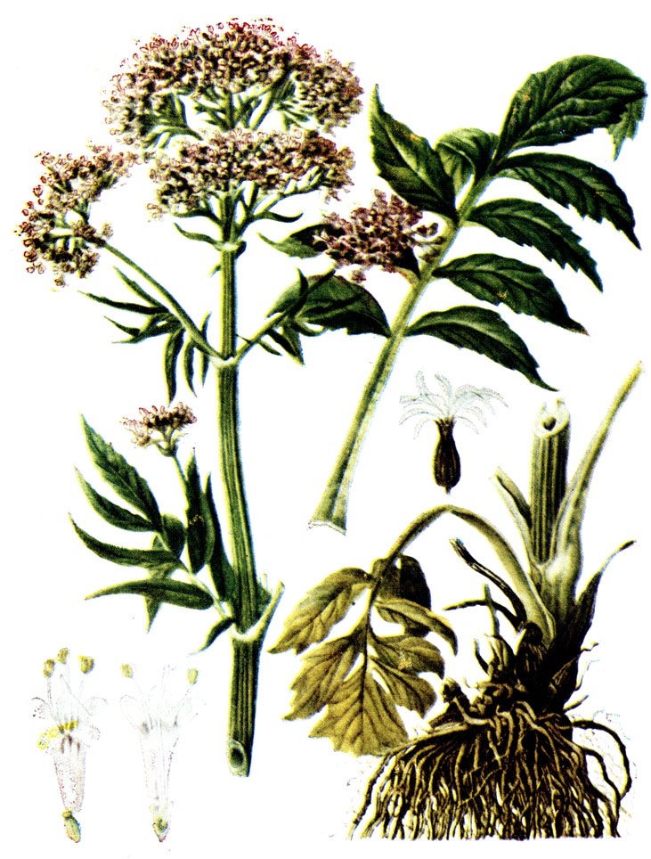 . 113. Valeriana officinalis L.  