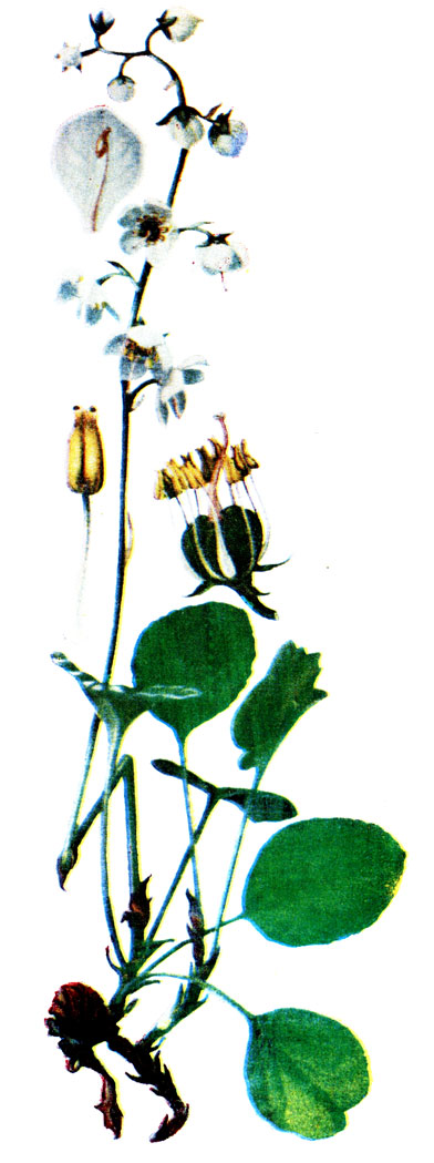 . 125. Pyrola rotundifolia L.  