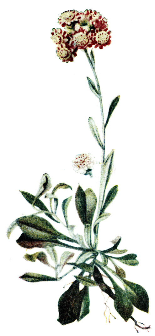 . 157. Antennaria dioica (L.) Gaertn.-   