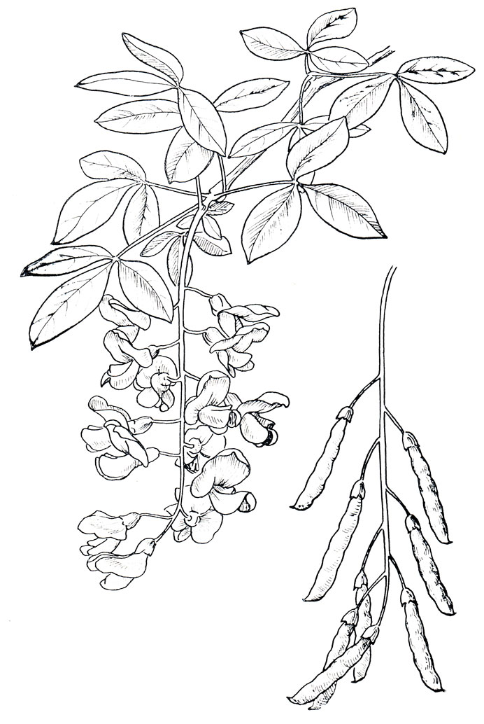 . 162. Cytisus anagiroides Medic.- 