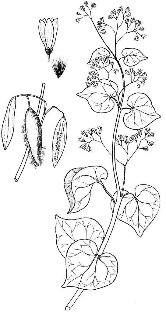 . 188. Marsdenia erecta R. Br.- 