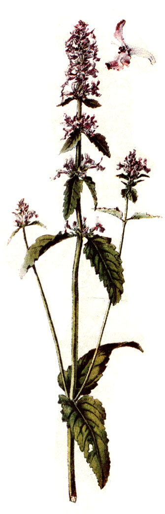 . 119. Betonica officinalis L.  