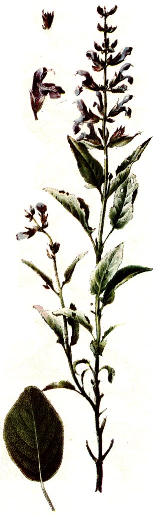 . 120. Salvia officinalis L.  