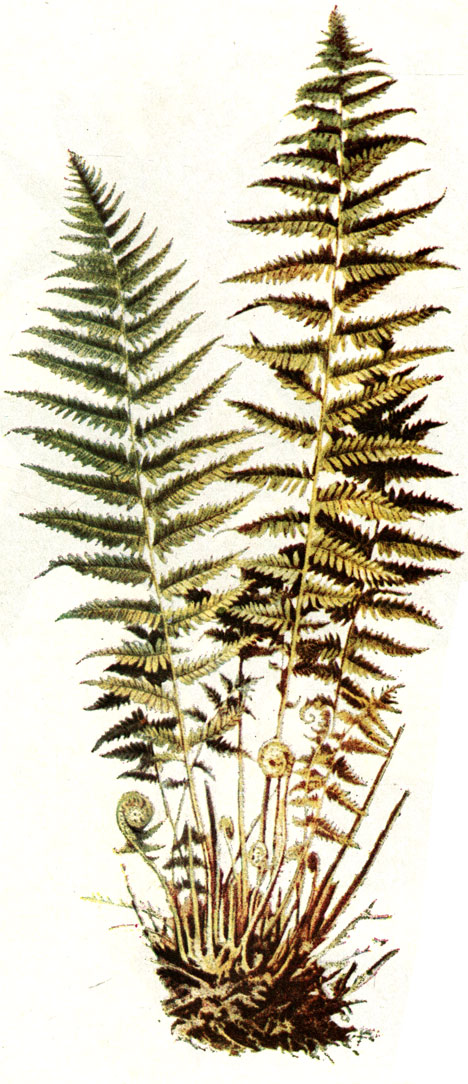 . 121. Dryopteris filixmas (L.) Schott   