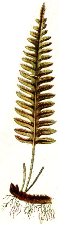. 122. Polypodium vulgare L. 