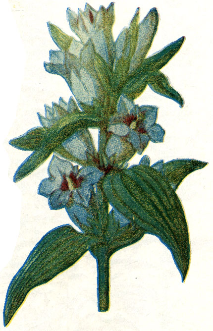 . 124. Gentiana asclepiadea L.  
