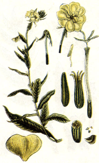 . 129. Oenothera binnis L.-   ( )