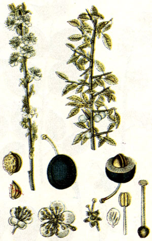 . 130. Prunus spinosa L.- 