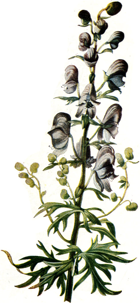 . 132. Aconitum napellus L.-  ( )