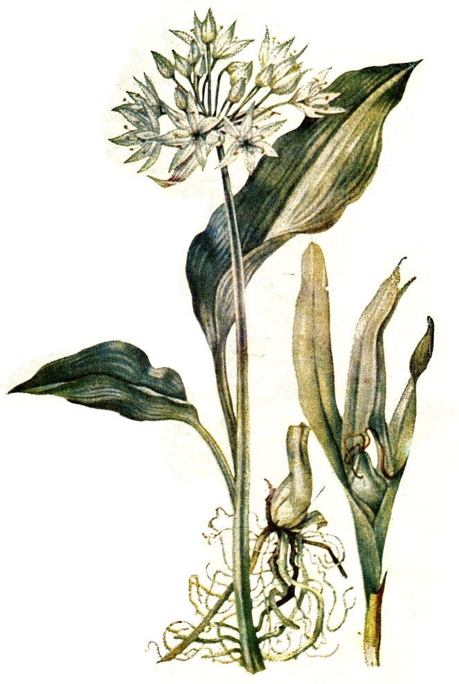  136. Allium ursinum L.-   ( )