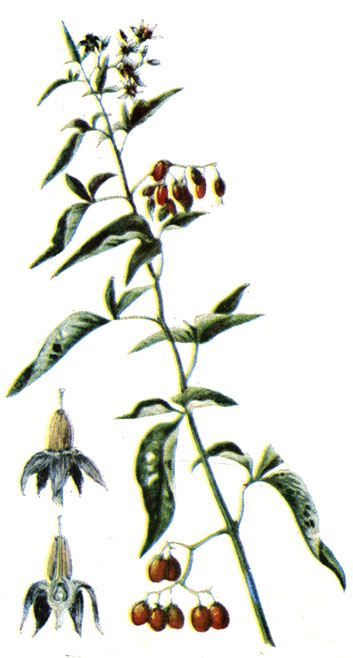 . 138. Solanum dulcamara L.-  -