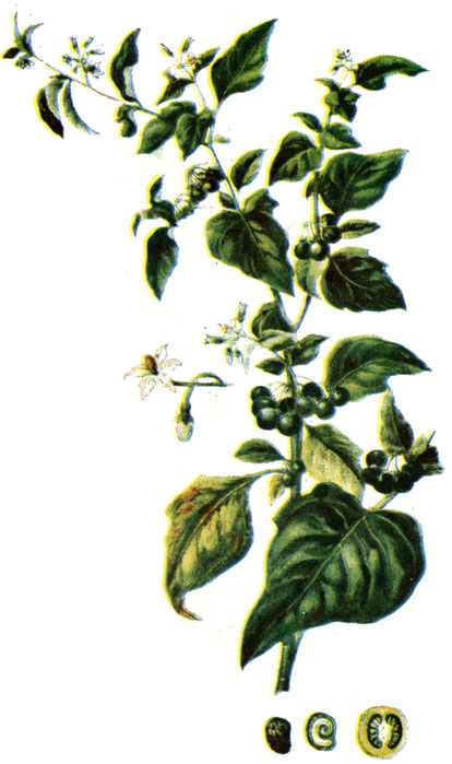 . 139. Solanum nigrum L.-  