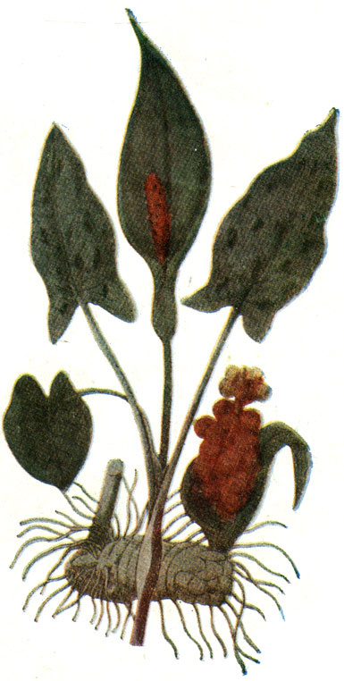 . 145. Arum maculatum L.-  