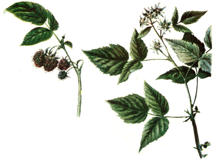 . 146. Rubus idaeus L.-  