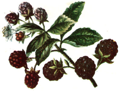 . 149. Rubus fruticosus L.- 