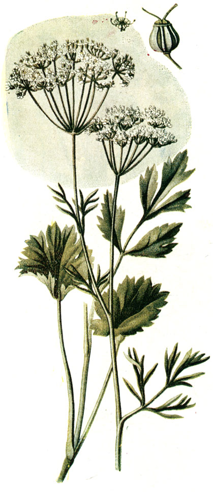 . 150. Pimpinella anisum L.-  