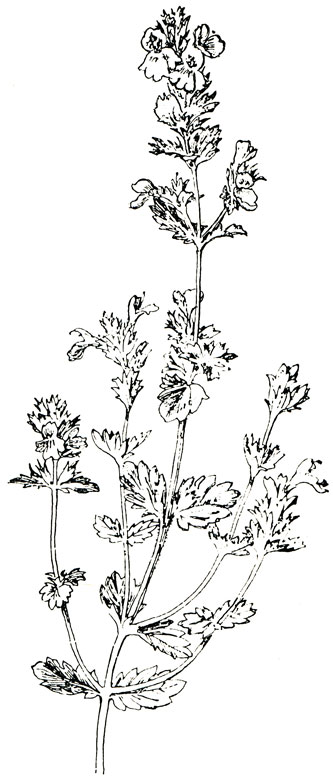 . 164. Euphrasia officinalis L.-  