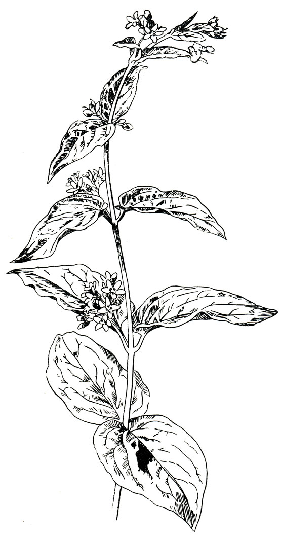 . 173. Cynanchum vincetoxicum (L.) Pers.- 