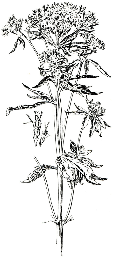 . 181. Eupatorium cannabinum L.- 