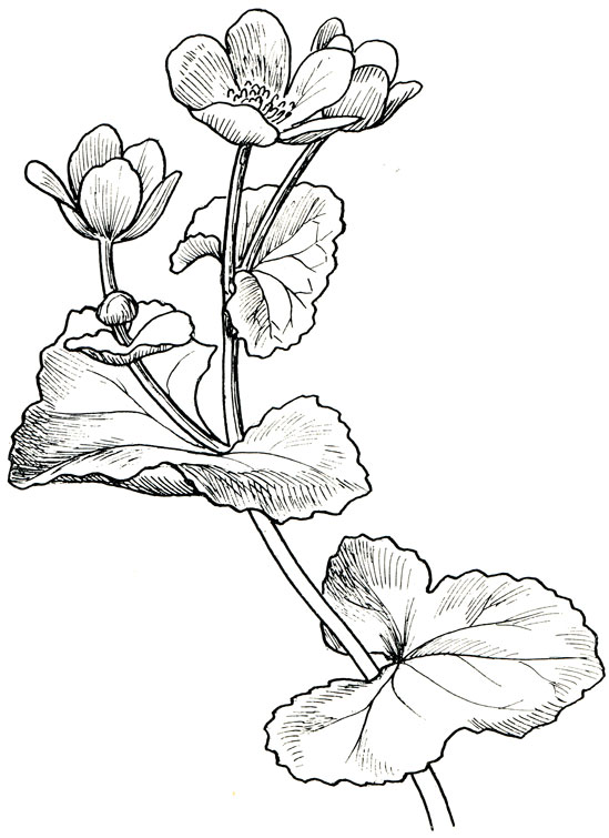 . 184. Caltha palustris L.-  