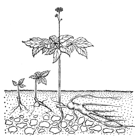 Рис. 4. Изменение положения в почве корня дикорастущего женьшеня: слева - ювенильное однолетнее растение; в центре - четырех-пятилетнее; справа - взрослое плодоносящее (по Грушвицкому)