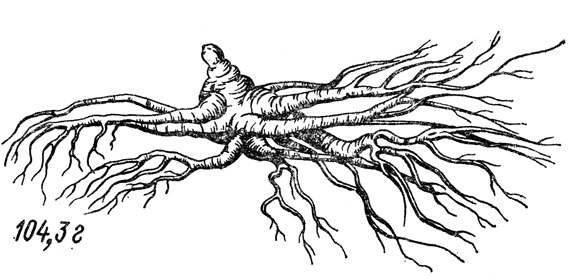 Рис. 8. Шестилетний корень женьшеня, Тебердинская плантация