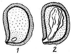 Рис. 10. Изменение размеров зародыша в семени женьшеня в ходе подготовки к прорастанию: 1 - свежесобранное семя, 2 - семя, подготовленное к прорастанию