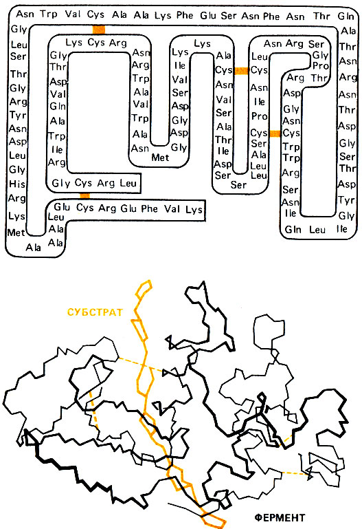 Рис. 3. ><i>Вверху</i> - первичная структура лизоцима, последовательность аминокислот в молекуле лизоцима. Все 20 L-аминокислот, из которых состоят белки, представлены различным числом остатков: аланин (Ala), аргинин (Arg), аспарагин (Asn), аспарагиновая кислота (Asp), цистеин (Cys), глутамин (Gin), глутаминовая кислота (Glu), глицин (Gly), гистидин (His), изолейцин (Не), лейцин (Leu), лизин (Lys), метионин (Met), фенилаланин (Phe), пролин (Pro), серии (Ser), треонин (Thr), триптофан (Trp), тирозин (Туг) и валин (Val). <i>Внизу</i>: третичная структура лизоцима - расположение в пространстве полипептидной цепи. Для наглядности изображены только 