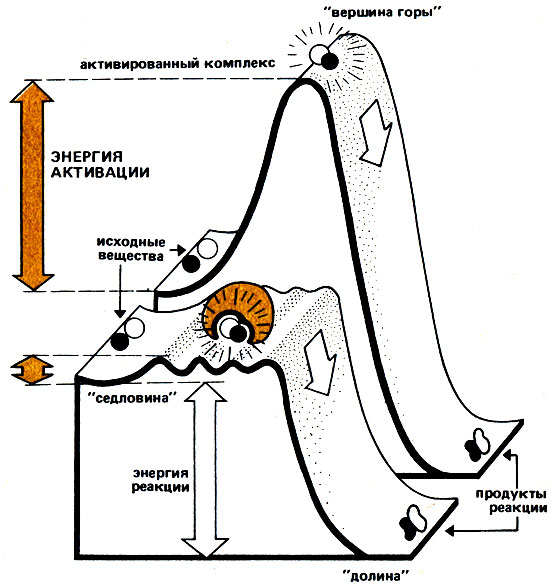 Рис. 5 Энергетические условия химической реакции без катализа (задний план) и при ферментативном катализе (передний план). Энергия активации обеих реакций (высота 'вершины горы') существенно различается
