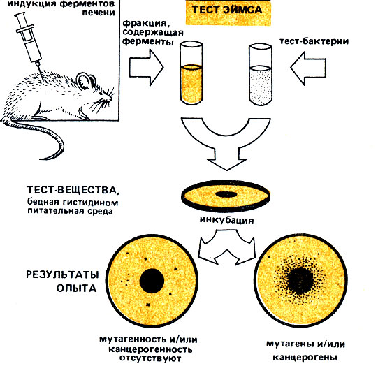 Рис. 22. Принцип бактериального теста на мутагенность, предложенного Б. Эймсом