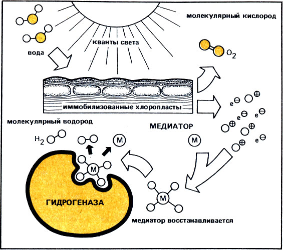 Рис. 39. Получение водорода из воды с помощью процессов фотосинтеза (фотолиз воды), искусственных соединений-переносчиков (медиаторов, М) и бактериальной гидрогеназы