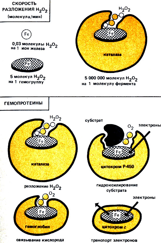 Рис. 6. Что определяет эффективность катализа и вид реакции: белковая или небелковая части фермента? Вверху - каталитическое разложение H2O2 под действием различных форм связанного и несвязанного железа. Внизу - гемопротеины (белки, содержащие в качестве простетической группы гем) и их реакционная способность