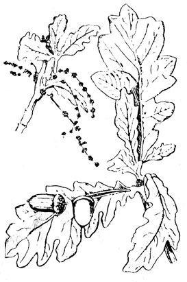 Рис. 6. Обыкновенный дуб