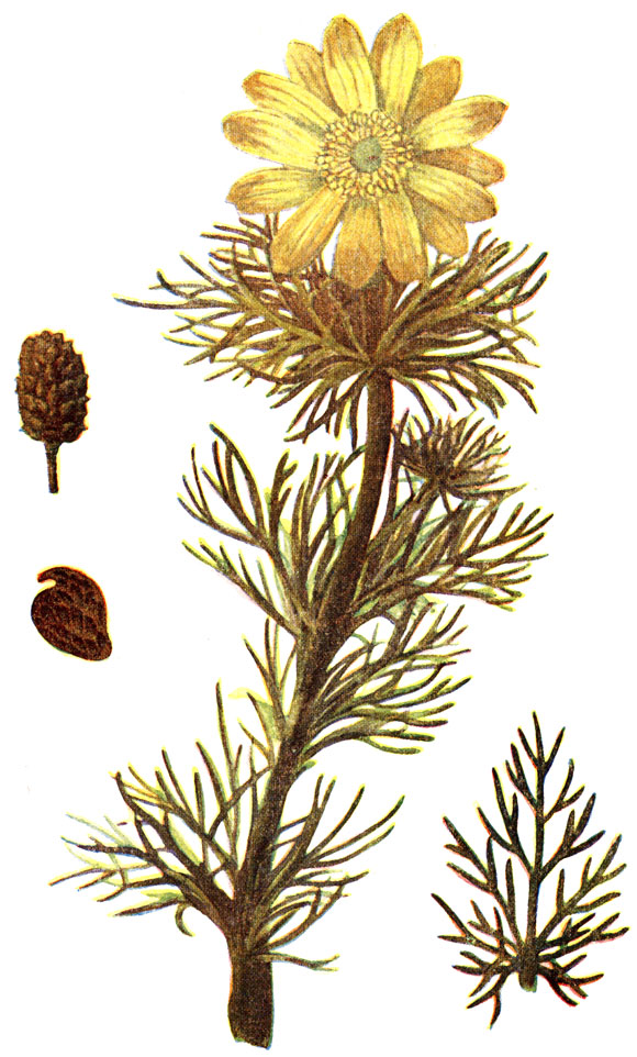 Рис. 1. Адонис (горицвет)