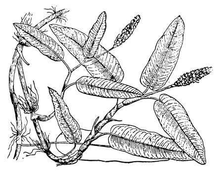 Рис. 13. Горец змеиный (раковые шейки)