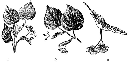 Рис. 40. а - липа сердцевидная (мелколистная); б - липа сердцелистная (крупнолистная); в - соцветие липы с прицветником