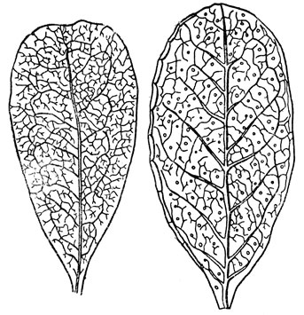 Рис. 76. Лист толокнянки и лист брусники